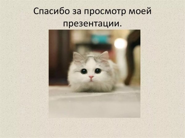 Спасибо за внимание котик