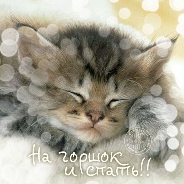Нежные котята
