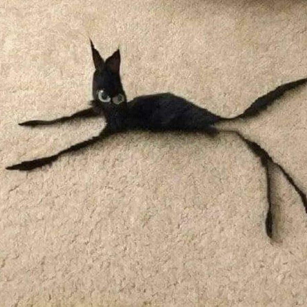 Худая кошка