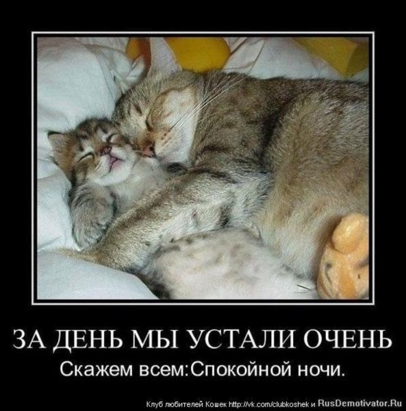 Спокойной ночи прикол