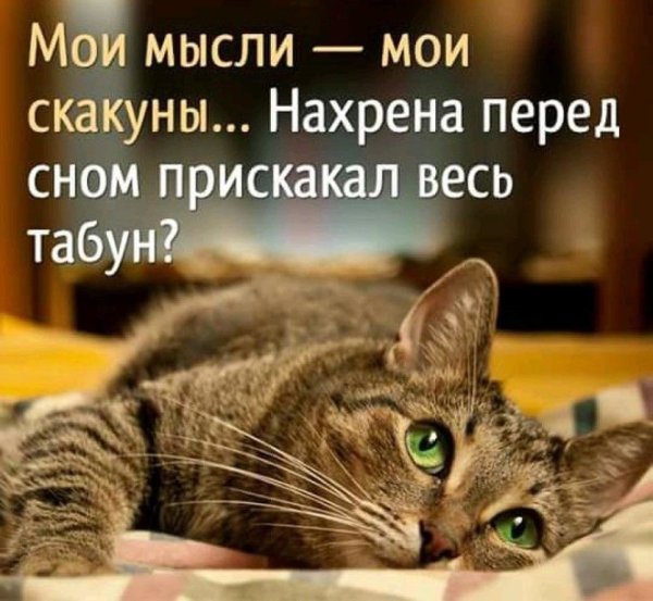 Смешные мысли котов