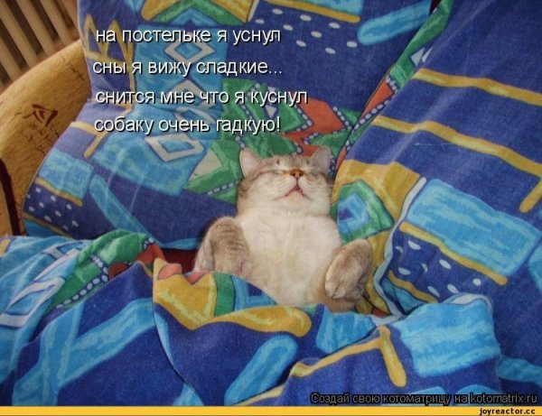 Спокойной ночи с котами прикольные