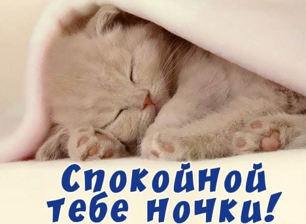 Котенок желает спокойной ночи