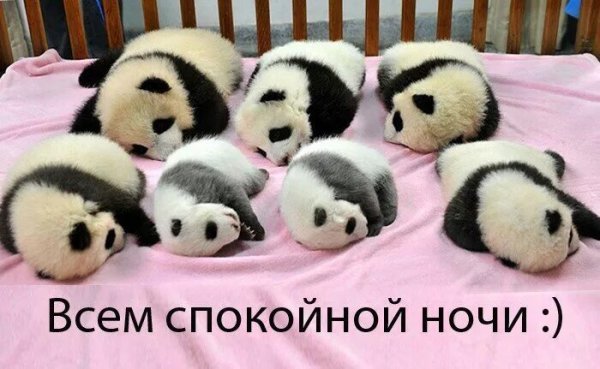 Спокойной ночи Панда