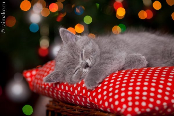 Спокойной ночи кот