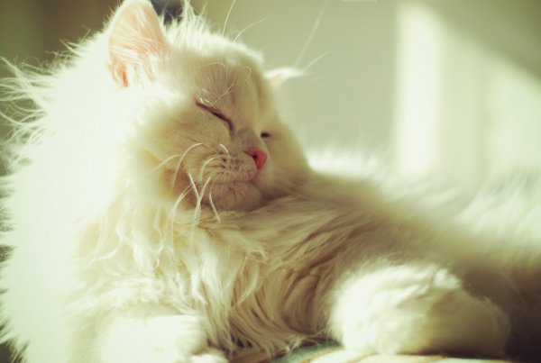 Приятных снов котенок