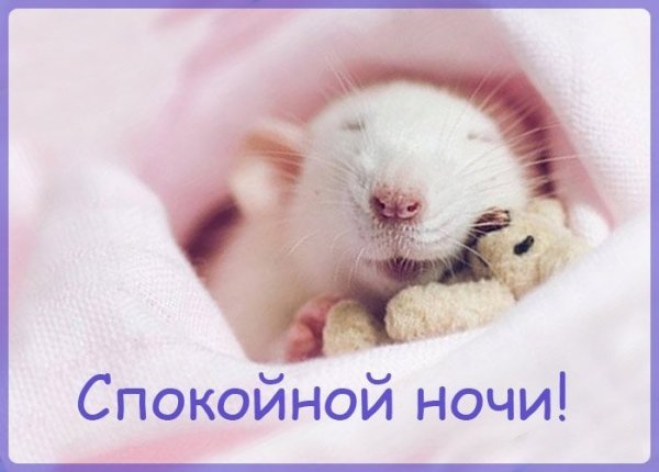 Доброй ночи хомяк
