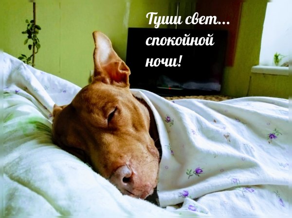 Спокойной ночи приколы в картинках