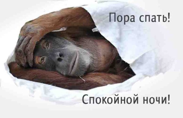 Обезьянка желает спокойной ночи
