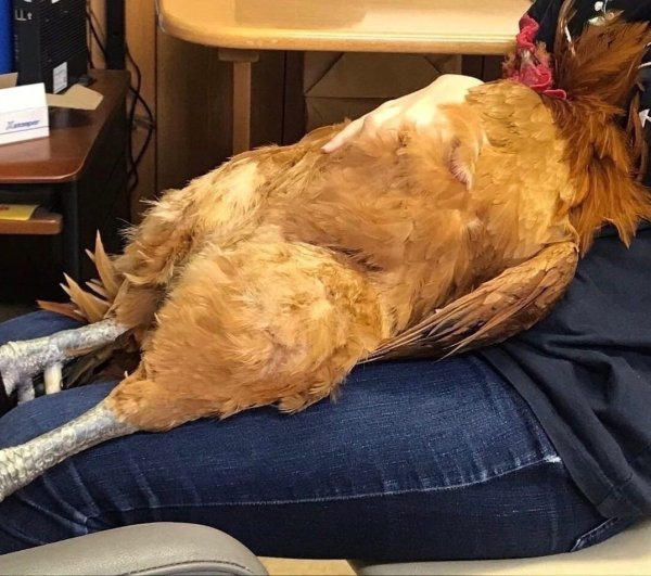 Спящая курица