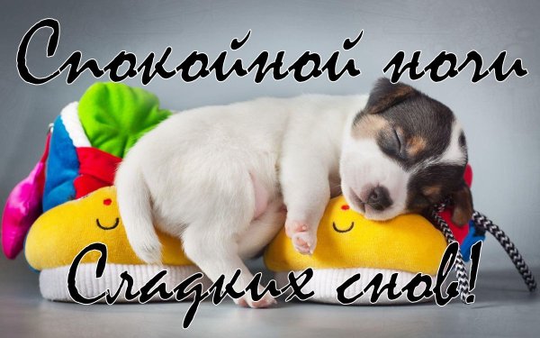 Доброй ночи собаки