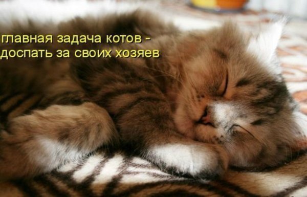 Доброе сонное утро