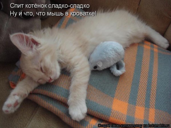 Спящие котики с надписями