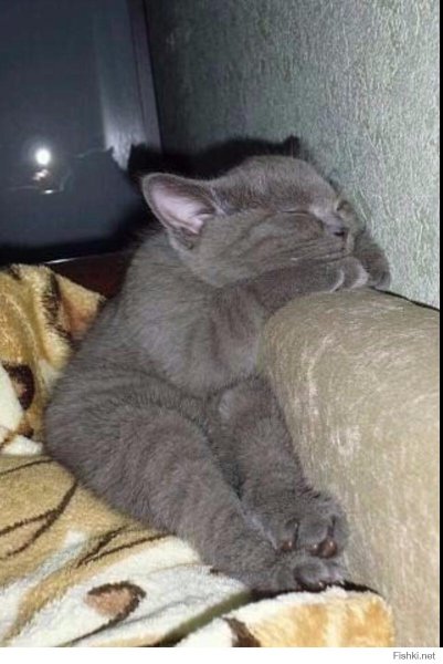 Кот засыпает