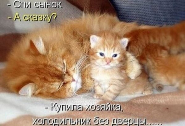 Смешные картинки с котами и надписями