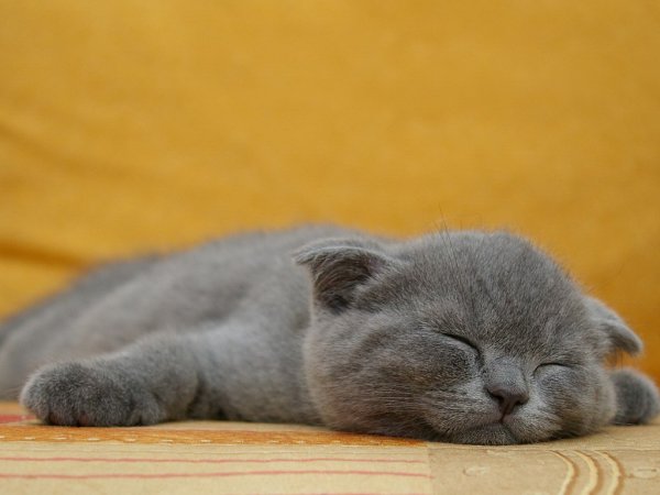 Спящий кот