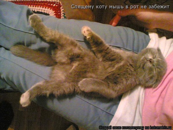 Смешные коты с надписями