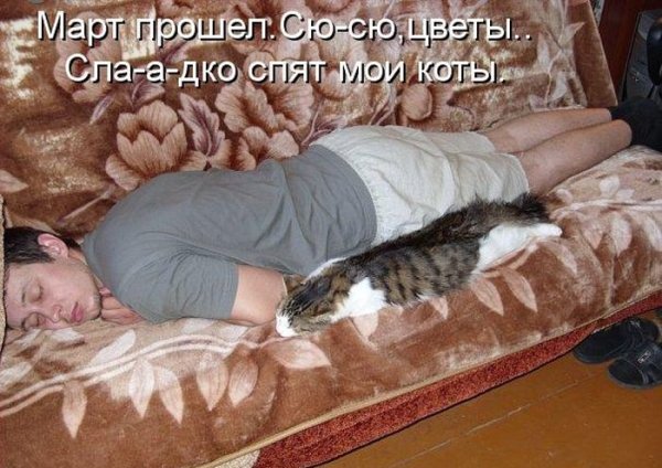 Кот смешно спит