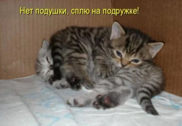 Смешные коты с надписями