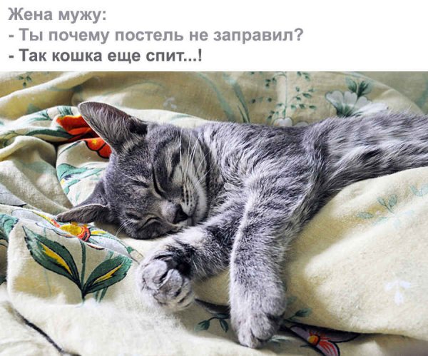 Кошечка спит