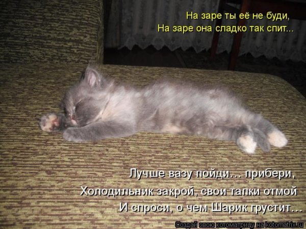 Смешные котята с надписями