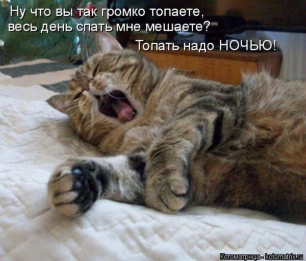 Спящие котики с надписями