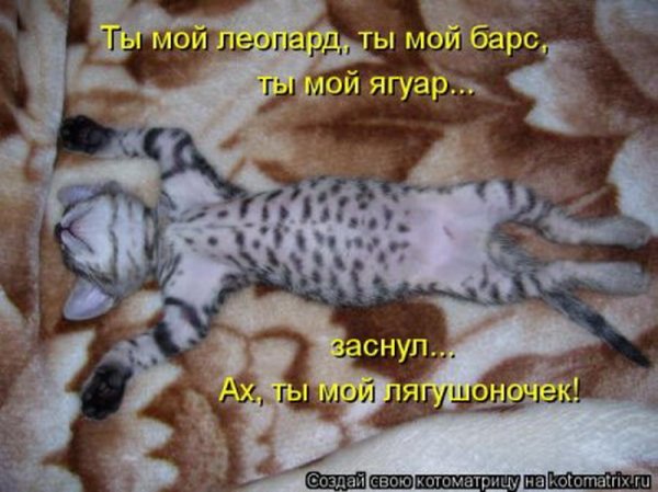 Сонные котики с надписями