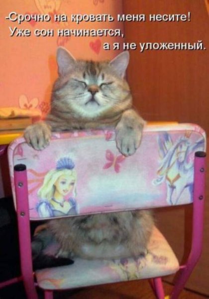 Смешные картинки с котиками и надписями