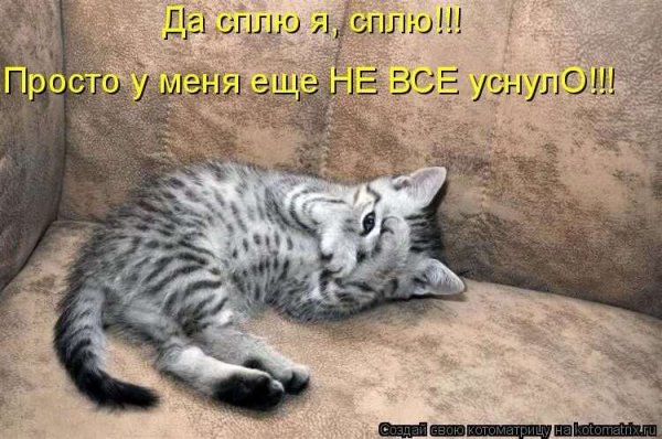 Спите уже картинки прикольные