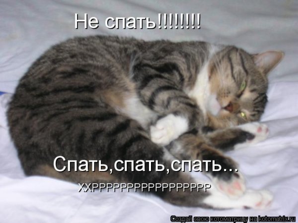 Спящие коты с надписями