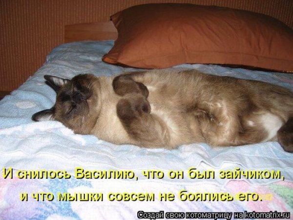 Коты смешные спят надписи