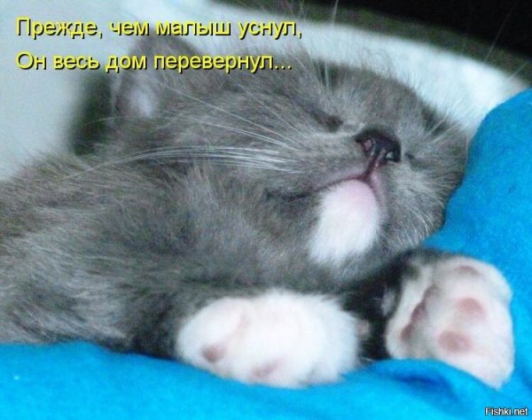 Котенок хочет спать