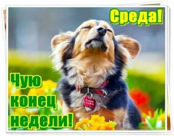 Открытки со средой