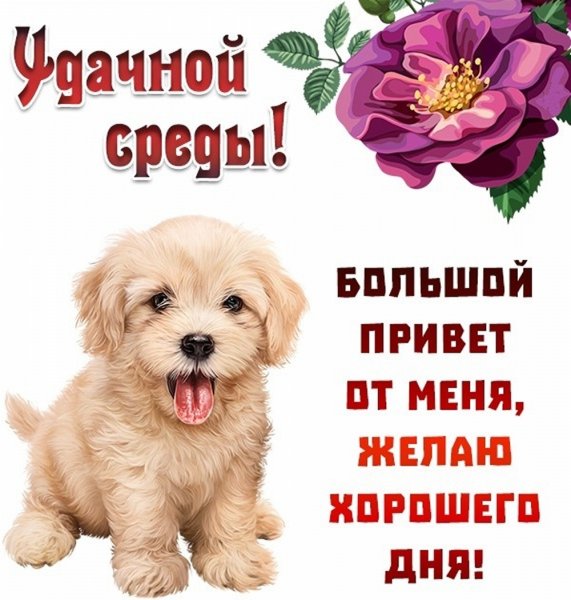Поздравление со средой