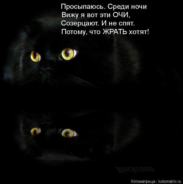 Стихи про кошачьи глаза
