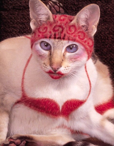 Глупая кошка