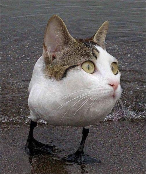Тупой кот