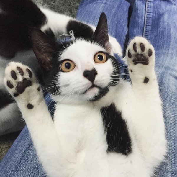 Странные коты