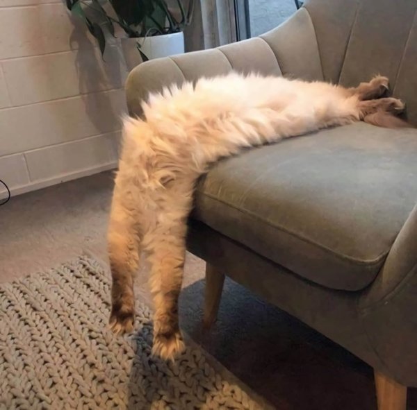 Необычные позы котов