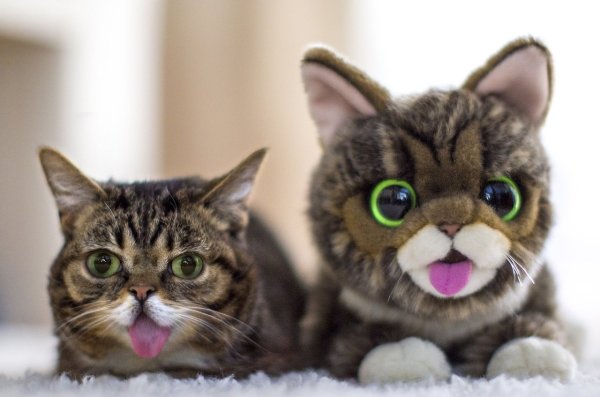 Необычные котята