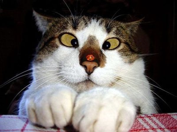 Прикольные кошки