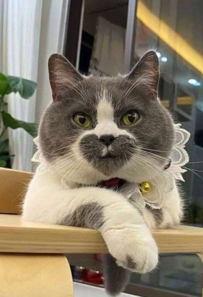 Популярный кот