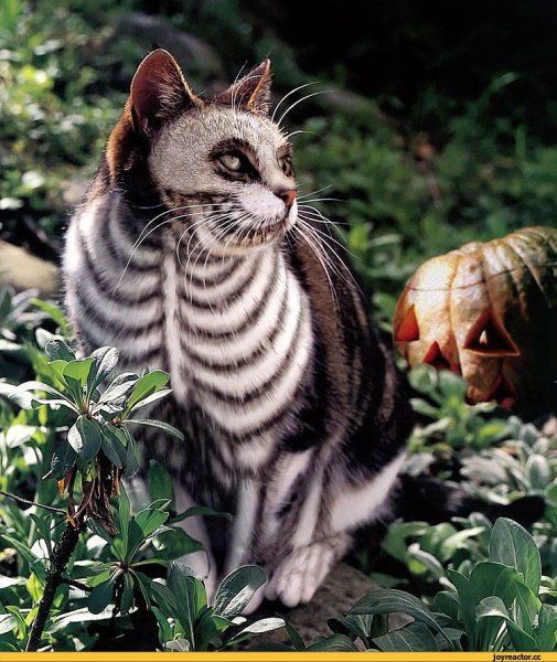 Необычные котята