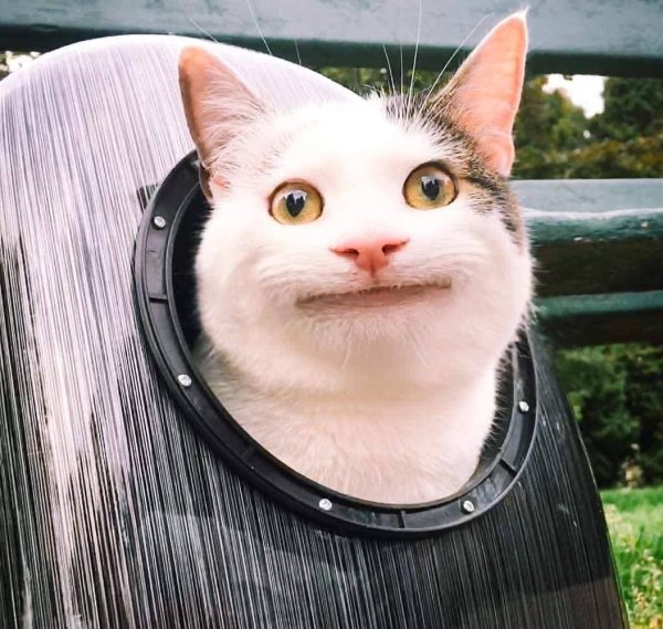 Дебильные котики