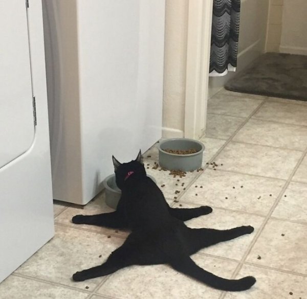 Кот на шпагате