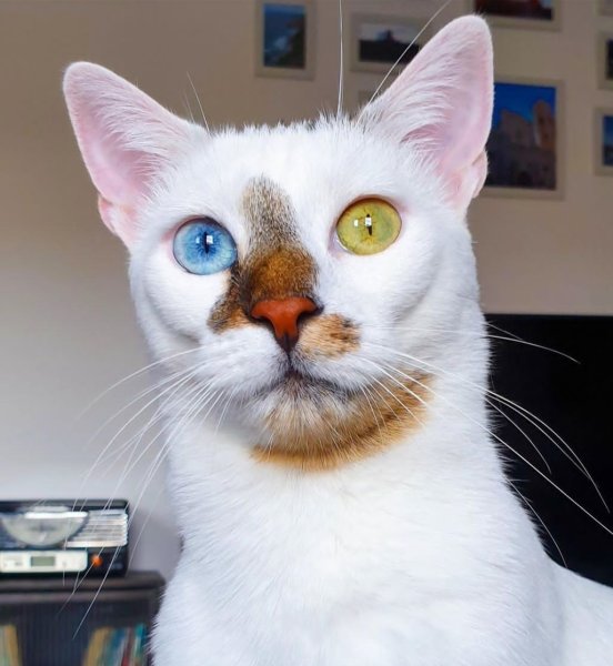 Необычные расцветки кошек