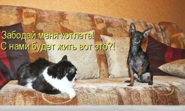 Котики с надписями