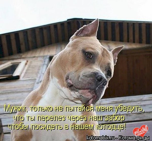 Прикольные надписи про собак