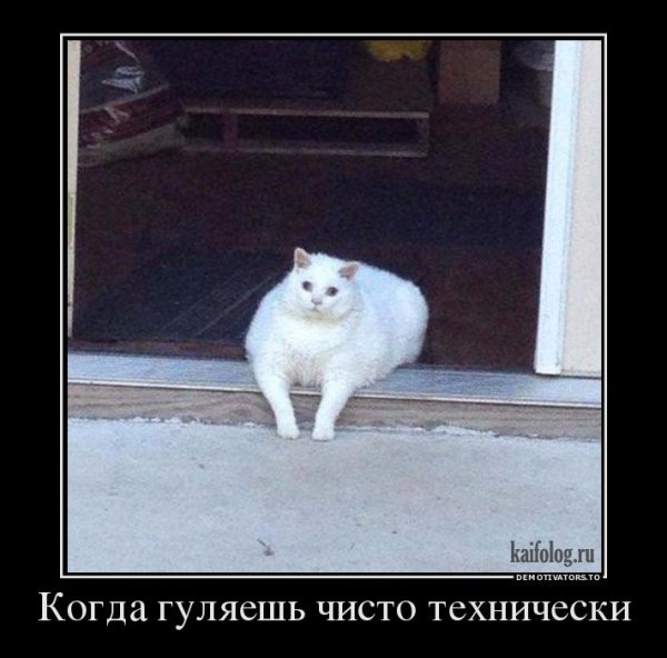 Котик такие дела