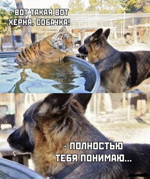 Вот такая фигня собачка